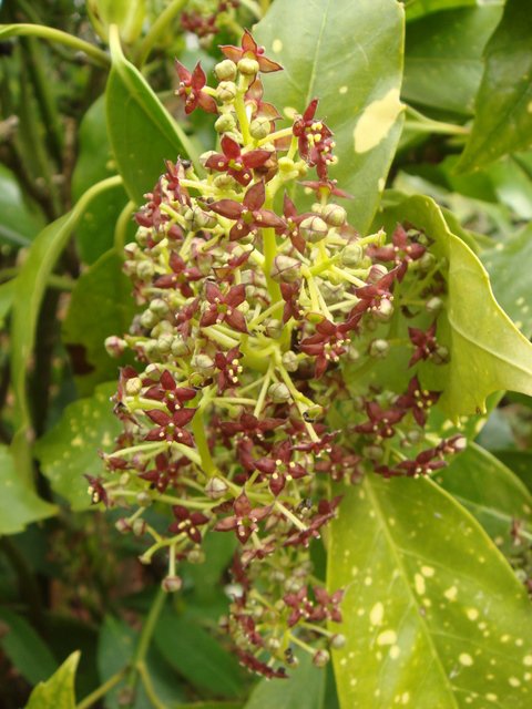 Aucuba japonica fleur P3 P25